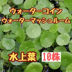 ①水草　ウォーターコイン水上葉10株　可愛い葉　ワンポイント　初心者向け　アクアリウム　ボトルアクア　ビオトープ　無農薬　郵送のサムネイル