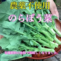 2023年最新】菜花 野菜の人気アイテム - メルカリ