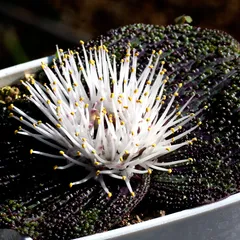 2025年最新】マッソニア ロンギペスの人気アイテム - メルカリ