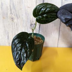 スキンダプサス　ブラック　ドラゴン　斑入り 大株　1 スキンダプサス ブラックドラゴン 斑入り - メルカリ