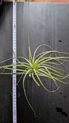 2025年最新】ファシクラータの人気アイテム - メルカリ