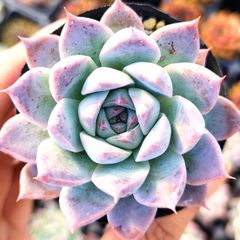 ぴ*け様 A-QS1007-2　ブルーベリー　抜き苗　35株　多肉植物 エケベリ 多肉植物 エケベリア 7種セット cq5 抜き苗 - メルカリ