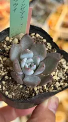 T*K様 エケベリア まぱさんの苗「ロンミュール」大苗 2025年最新】まぱさん苗の人気アイテム - メルカリ