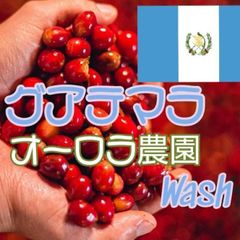 グアテマラ コバン オーロラ農園 SHB ウォッシュ★スペシャリティコーヒー　100g入り★グアテマラ珈琲豆★自家焙煎コーヒー豆★ブレンドコーヒー★エムリバーサイドコーヒー