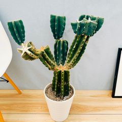 ［現品］☆人気☆  51番　柱サボテン　鬼面角  ブランチ　8号　観葉植物　室内　大型　多肉植物　かっこいい　ユニーク