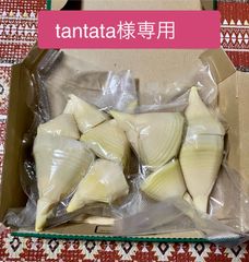 tantata様専用　竹の子水煮　1キロ