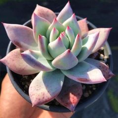 メルカリ便　メキシカンジャイアント錦　ポットごと jwJTeNAs3XPNCMituYpryN.png@jpg