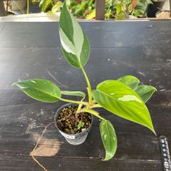 専用【極斑】フィロデンドロン セローム トリカラー ミント斑入り