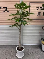 2025年最新】シェフレラ 大型の人気アイテム - メルカリ