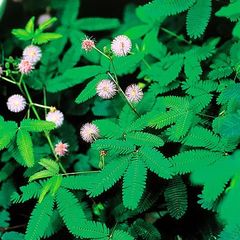 ネムノキ ①ねむの木 白花 合歓木 ゴウカンボク 眠りの木 観葉植物