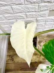 斑入り クワズイモ 2苗セット 値段交渉受付中 楽天市場】斑入り クワズイモの通販