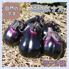 ナスの種🍆