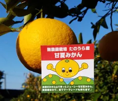 田の浦(熊本) 木成り完熟 甘夏みかん 無農薬 約10キロのサムネイル
