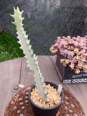 2025年最新】ユーフォルビア ホワイトゴーストの人気アイテム - メルカリ