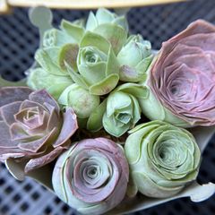 お買い得❣️多肉植物　グリーノビア　5点セット　名前付き