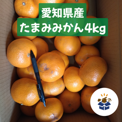 【愛知県産】 たまみみかん 4kg