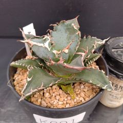 K091【新入荷！】アガベチタノタ　白鯨（鉢植え）【多肉植物F】