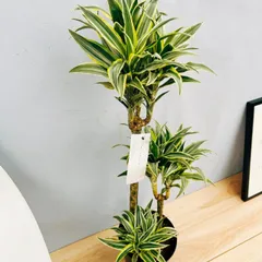 2025年最新】ドラセナサプライズの人気アイテム - メルカリ