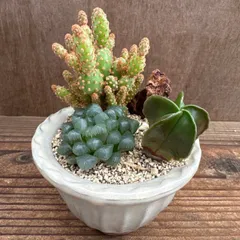 ★萬古焼　サボテン・ハオルチア 3種寄せ植え★ 観葉植物 観葉 植物  多肉植物 多肉 カクタス サボテン ハオルチア インテリア プレゼント ミニ 小さい おうち時間