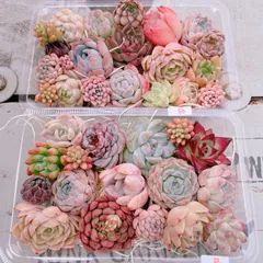 多肉植物 寄せ植えset(大)×2♡B