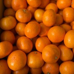 福岡県産　里山みかん 箱込約5kg以上　自然のままに育った土づくり化学肥料農薬不使用みかん