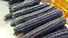 黒もちきび　１０本入り！　モチモチです
