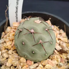 2025年最新】テフロカクタス ゲオメトリクスの人気アイテム - メルカリ