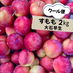 クール便　すもも　大石早生　家庭用　約2㎏