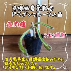 【新芽3つ♪】無農薬栽培ドラゴンフルーツの苗⑰