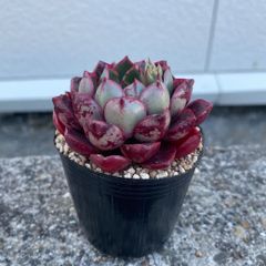 little-devil-wing様専用＊多肉植物 エケベリア クレヨン ※同包お値引き