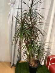 コンシンネ マジェンタ A14 現物販売 室内 オフィス 観葉植物