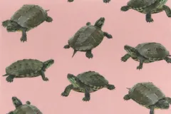 【ゆきちゃん限定】X2278 ニホンイシガメ柄 ピンク コットン生地 1m