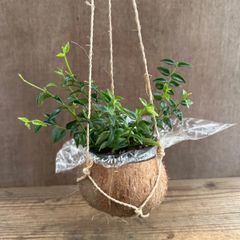 ホヤ ベラ ココポット 現品 Hoya lanceolata ssp. bella サクララン 桜蘭 セブンスター 観葉植物 観葉 植物 珍奇植物 珍奇 珍しい レア 希少 つる性植物 つる性 吊るす 吊り下げ ハンギング インテリア プレゼント グリーン