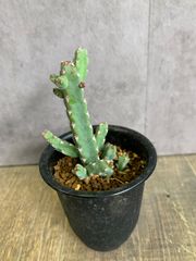 ユーフォルビア　デビリスピナ　多肉　多肉植物　A25鉢