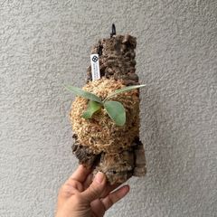 ビカクシダ・ベイチー アルバムリバー｜Platycerium veitchii ‘Album river’AR 板付現物株