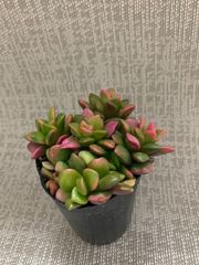 多肉　多肉植物　アナカンプロセス　ポットごと