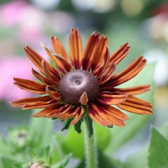 ルドベキア サンベキア グラフィティスカーレット 3.5〜4号ポット苗 【１株販売】 寄せ植え 花壇 鉢植え お洒落 おしゃれ 可愛い シック 春の花 夏の花 秋の花 花 苗 初心者