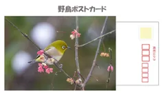 2024年最新】野鳥ポストカードの人気アイテム - メルカリ