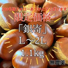 限定価格　　銀寄　お試しセット　生栗　1.1kg