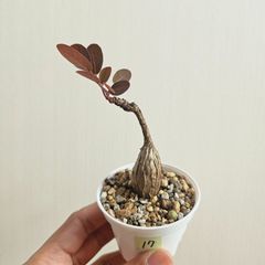 ⑰♡ミニ株♡〚フィランサス・ミラビリス〛Phyllanthus Mirabilis 塊根植物 コーデックス ポット発送