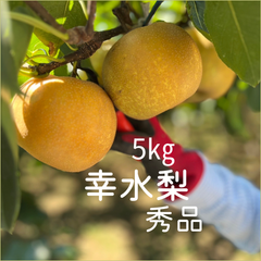 秀品　梨　なし　ナシ　幸水　約5㎏