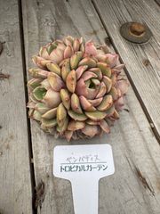 ベンバディス　エケベリア　多肉植物　トロピカルガーデン