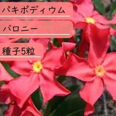 【種子】パキポディウム・バロニー 　種子5粒