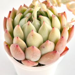 【多肉植物】エケベリア・ラウリンゼ×クリスマス　Echeveria 'Laulindsa'×'Christmas'