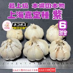 2024年物　上海嘉定種紫　6球分　中国にんにくの最高峰かも　バラして　にんにくひめ