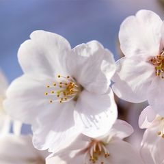 カナダ限定 カルバンクライン 枕 - メルカリ