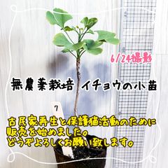 無農薬栽培イチョウの小苗⑦