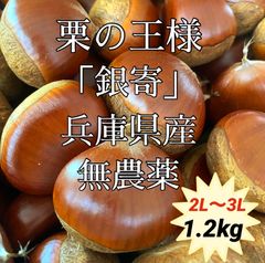 銀寄　サイズ2L〜3L　大粒　生栗　1.2kg