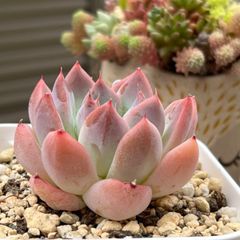 多肉植物 ☘️ アルバビューティー 抜き苗