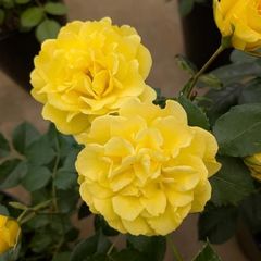 バラ苗 切りバラ苗 Yellow O'har♡Rose苗 - メルカリ